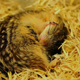 A hibernating 13-lined ground squirrel.